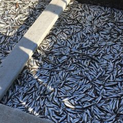 Vietējās uzkodas - svaigi kūpinātas zivis no autentiskiem Kihnu zvejniekiem