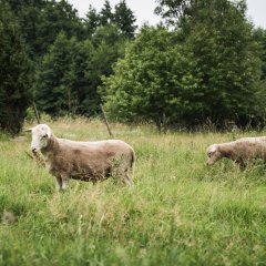 Mare majutus Uiõ-Matu talus