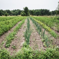 Mare majutus Uiõ-Matu talus