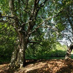 Kihnun kartanopaikan lehmukset